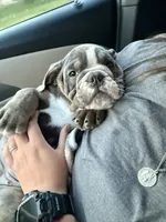 Penelope, a female English Bulldog for sale in Fort Wayne, IN – 6 of 6