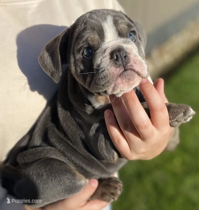 Penelope – English Bulldog puppy for sale in Fort Wayne, IN