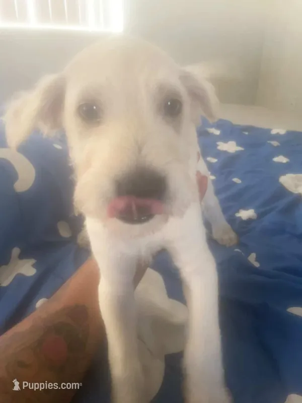 No name – Chinese Shar-Pei, Goldendoodle puppy for sale in Fontana, CA