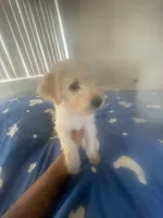 No name, a male Chinese Shar-Pei and Goldendoodle for sale in Fontana, CA – 2 of 4