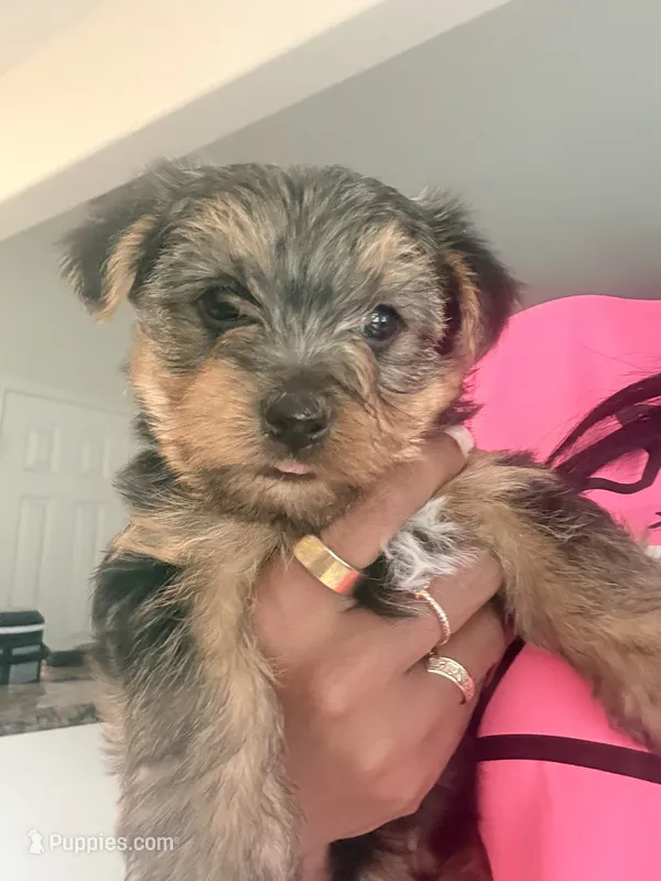 Lil Man – Yorkshire Terrier puppy for sale in Crowley, TX