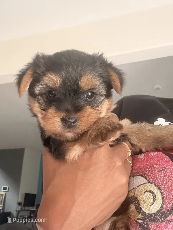 Lil Girl – Yorkshire Terrier puppy for sale in Crowley, TX