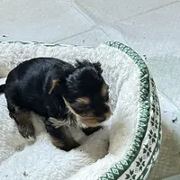 Midge, a female Maltese and Yorkshire Terrier for sale in Glasgow, KY – Photo 4 of 4