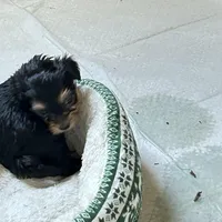 Midge, a female Maltese and Yorkshire Terrier for sale in Glasgow, KY – Photo 3 of 4