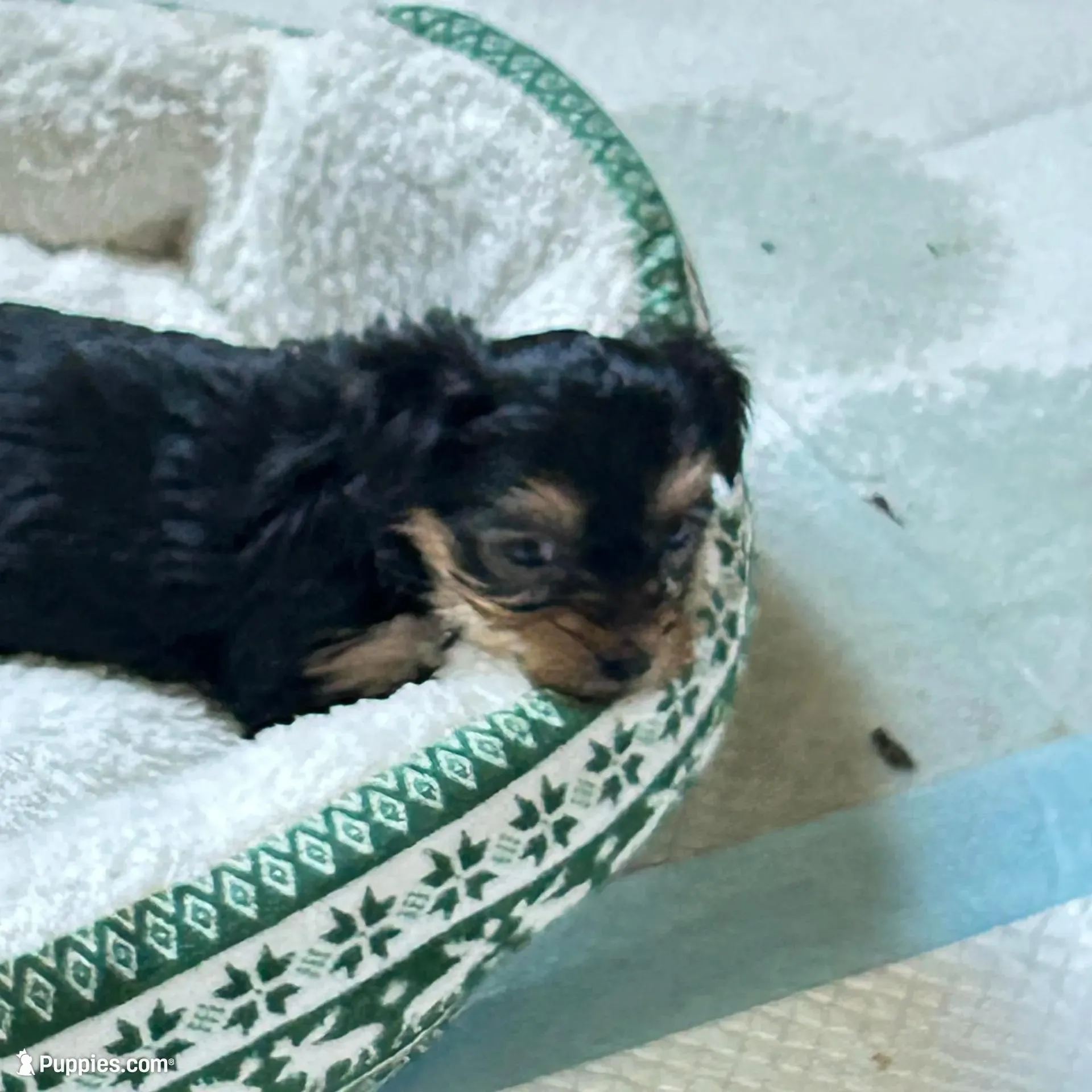 Midge, a female Maltese and Yorkshire Terrier for sale in Glasgow, KY – Photo 1 of 4