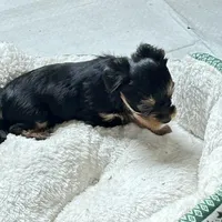 Midge, a female Maltese and Yorkshire Terrier for sale in Glasgow, KY – Photo 2 of 4