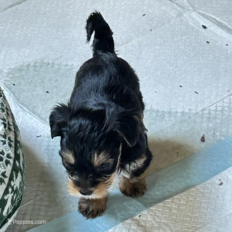 Tank – Maltese, Yorkshire Terrier puppy for sale in Glasgow, KY