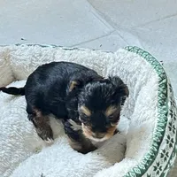 Tank, a male Maltese and Yorkshire Terrier for sale in Glasgow, KY – Photo 2 of 3