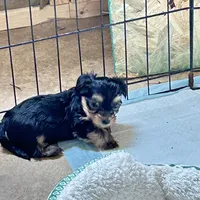 Tank, a male Maltese and Yorkshire Terrier for sale in Glasgow, KY – Photo 3 of 3