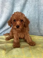 Charlie, a male Maltipoo for sale in Los Angeles, CA – 3 of 3