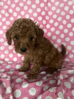 Chad , a male Maltipoo for sale in Los Angeles, CA – 1 of 3