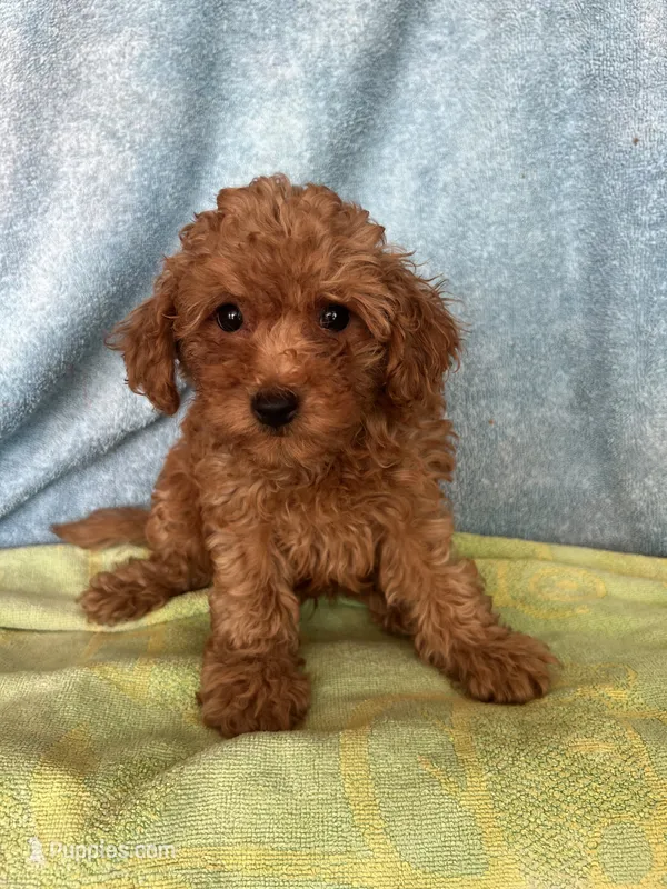 Charlie  – Maltipoo puppy for sale in Los Angeles, CA