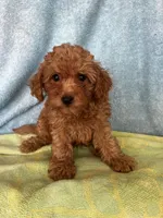 Charlie , a male Maltipoo for sale in Los Angeles, CA – 1 of 3