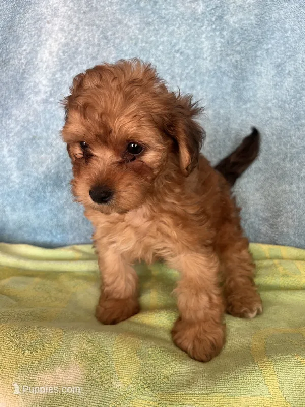 Maxxx – Maltipoo puppy for sale in Los Angeles, CA