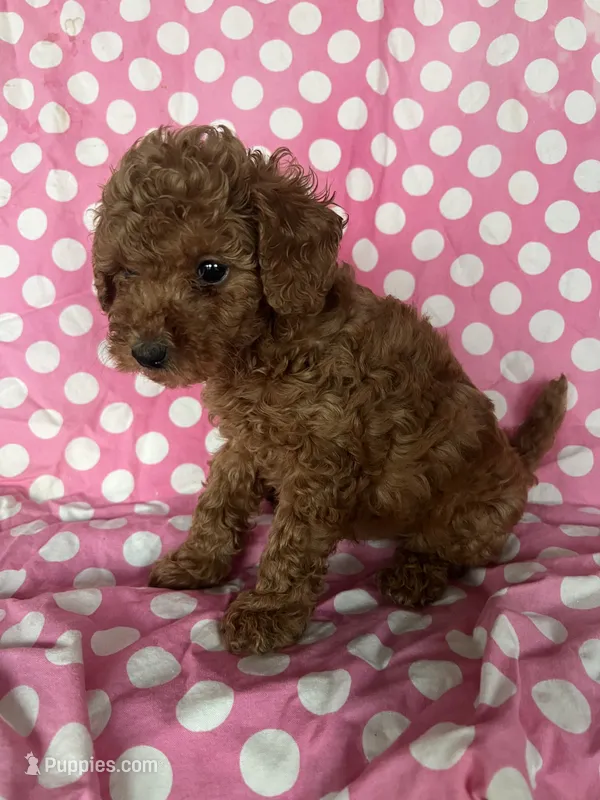Liam , a male Maltipoo for sale in Los Angeles, CA – 1 of 3
