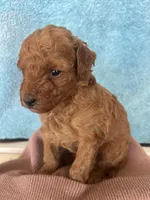 Timmy, a male Goldendoodle for sale in Los Angeles, CA – Photo 3 of 3