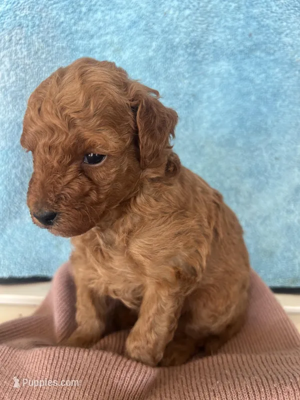 Timmy – Goldendoodle puppy for sale in Los Angeles, CA
