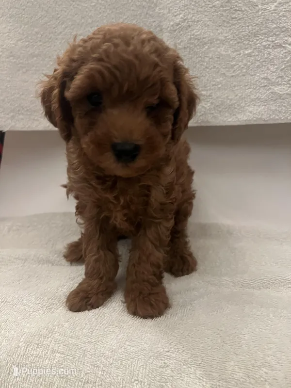 Chase  – Goldendoodle puppy for sale in Los Angeles, CA