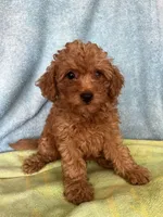 Charlie, a male Maltipoo for sale in Los Angeles, CA – 2 of 3