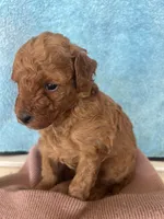 Sam, a male Maltipoo for sale in Los Angeles, CA – Photo 1 of 3