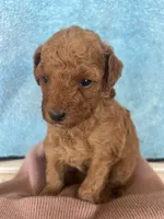 Sam, a male Maltipoo for sale in Los Angeles, CA – Photo 2 of 3