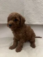 Teddy, a male Maltipoo for sale in Los Angeles, CA – Photo 3 of 3