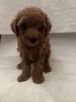 Teddy, a male Maltipoo for sale in Los Angeles, CA – Photo 1 of 3