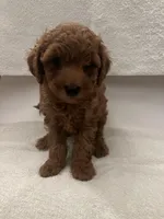 Ace, a male Goldendoodle for sale in Los Angeles, CA – Photo 2 of 3