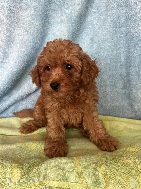 Charlie – Maltipoo puppy for sale in Los Angeles, CA