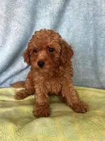 Charlie, a male Maltipoo for sale in Los Angeles, CA – 1 of 3