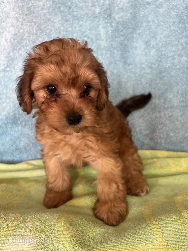 Max  – Maltipoo puppy for sale in Los Angeles, CA