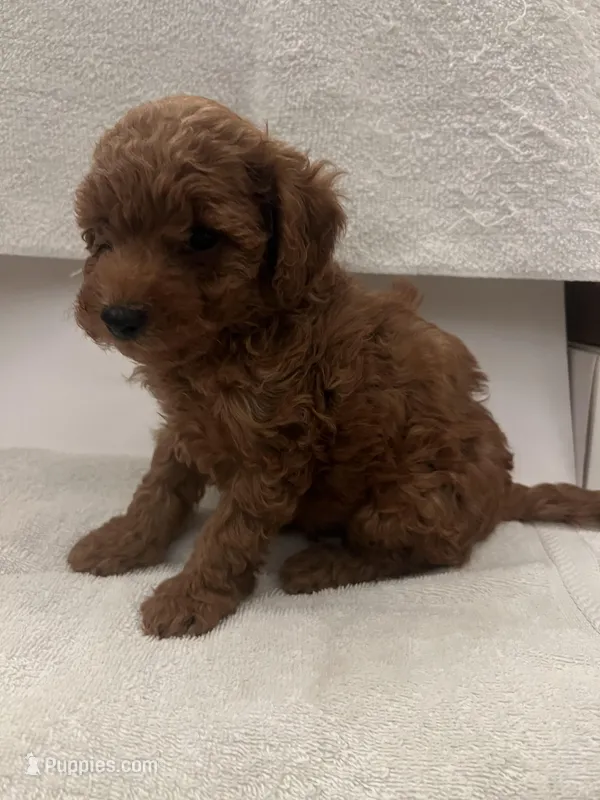 Johnny – Goldendoodle puppy for sale in Los Angeles, CA