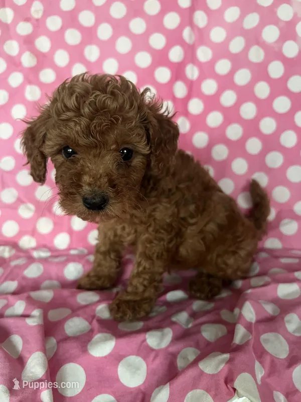 Charlie  – Maltipoo puppy for sale in Los Angeles, CA
