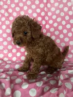 Charlie , a male Maltipoo for sale in Los Angeles, CA – 3 of 3