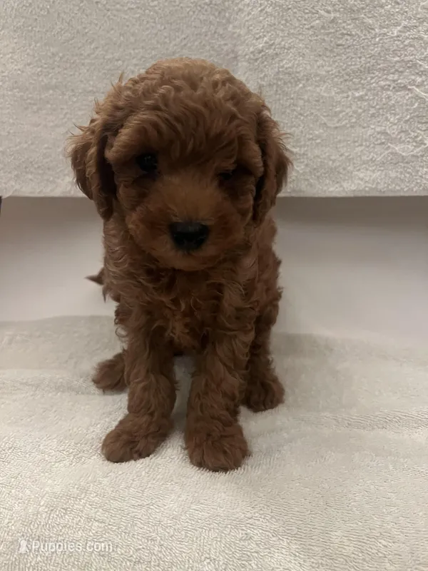 Lukas – Maltipoo puppy for sale in Los Angeles, CA