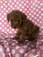Zedd, a male Maltipoo for sale in Los Angeles, CA – 2 of 3