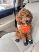 Mango, a female Miniature Goldendoodle for sale in New York, NY – Photo 4 of 5