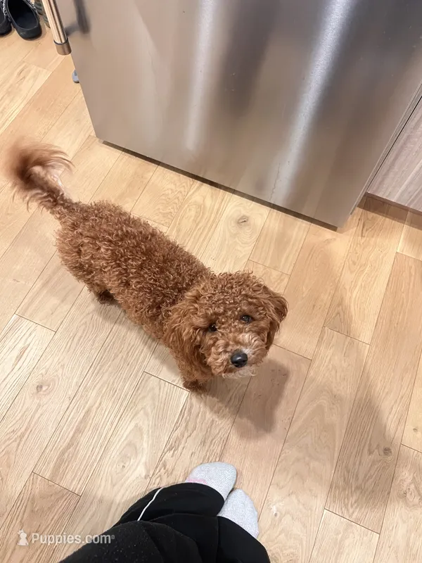 Mango, a female Miniature Goldendoodle for sale in New York, NY – Photo 1 of 5