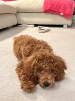 Mango, a female Miniature Goldendoodle for sale in New York, NY – Photo 3 of 5