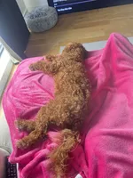 Mango, a female Miniature Goldendoodle for sale in New York, NY – Photo 5 of 5