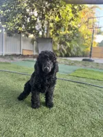 Bella, a female Poodle - Standard  for sale in Miami, FL – Photo 4 of 4