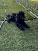 Bella, a female Poodle - Standard  for sale in Miami, FL – Photo 3 of 4