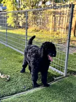 Bella, a female Poodle - Standard  for sale in Miami, FL – Photo 2 of 4