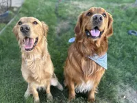 Pink Girl, a female Golden Retriever for sale in Santaquin, UT – Photo 5 of 5