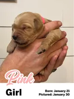 Pink Girl, a female Golden Retriever for sale in Santaquin, UT – Photo 4 of 5