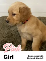Pink Girl, a female Golden Retriever for sale in Santaquin, UT – Photo 1 of 5