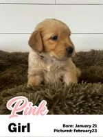 Pink Girl, a female Golden Retriever for sale in Santaquin, UT – Photo 2 of 5