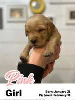 Pink Girl, a female Golden Retriever for sale in Santaquin, UT – Photo 3 of 5
