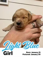Light Blue Girl, a female Golden Retriever for sale in Santaquin, UT – Photo 4 of 5