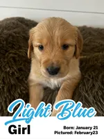 Light Blue Girl, a female Golden Retriever for sale in Santaquin, UT – Photo 2 of 5